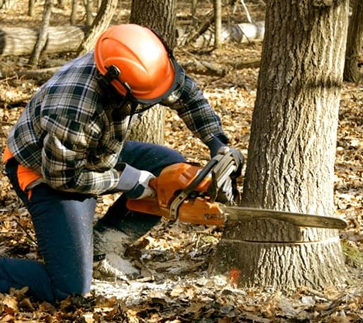 Tree Removal in Newton, IL
